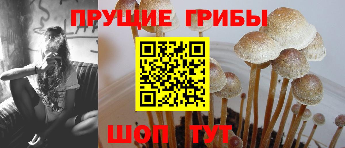 Геленджик  Галлюциногенные грибы прущие грибы  Вход с VPN 